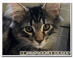 ノルウェージャンフォレストキャット