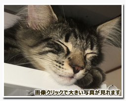 ノルウェージャンフォレストキャット