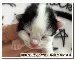 ノルウェージャンフォレストキャット