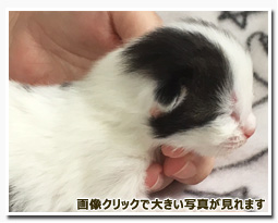 ノルウェージャンフォレストキャット