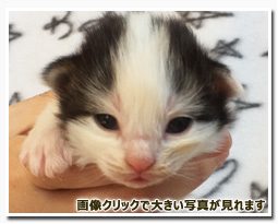 ノルウェージャンフォレストキャット