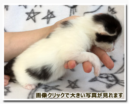 ノルウェージャンフォレストキャット