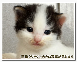 ノルウェージャンフォレストキャット