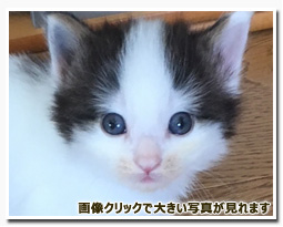 ノルウェージャンフォレストキャット