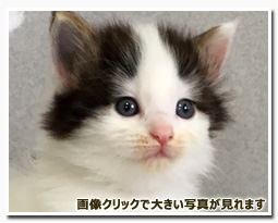 ノルウェージャンフォレストキャット