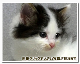 ノルウェージャンフォレストキャット