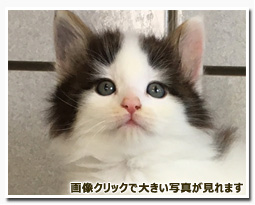 ノルウェージャンフォレストキャット