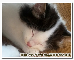 ノルウェージャンフォレストキャット