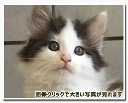 ノルウェージャンフォレストキャット