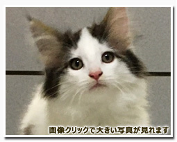 ノルウェージャンフォレストキャット