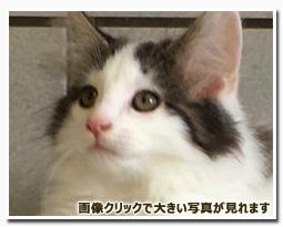 ノルウェージャンフォレストキャット