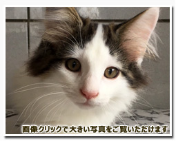 ノルウェージャンフォレストキャット