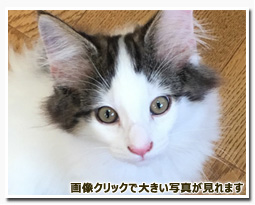 ノルウェージャンフォレストキャット