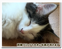 ノルウェージャンフォレストキャット