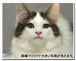 ノルウェージャンフォレストキャット