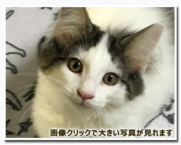 ノルウェージャンフォレストキャット