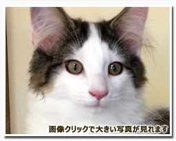 ノルウェージャンフォレストキャット