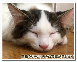 ノルウェージャンフォレストキャット