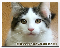 ノルウェージャンフォレストキャット