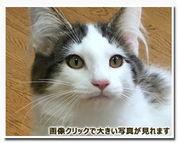 ノルウェージャンフォレストキャット