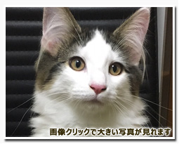 ノルウェージャンフォレストキャット