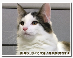 ノルウェージャンフォレストキャット