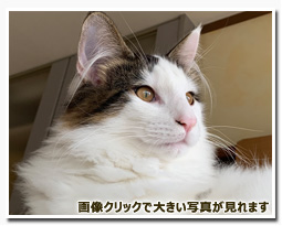 ノルウェージャンフォレストキャット
