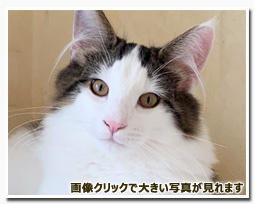 ノルウェージャンフォレストキャット