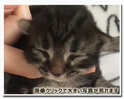 ノルウェージャンフォレストキャット