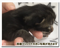 ノルウェージャンフォレストキャット