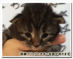 ノルウェージャンフォレストキャット