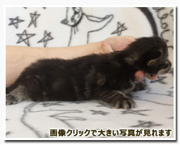 ノルウェージャンフォレストキャット