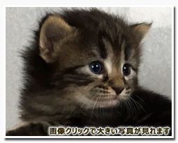 ノルウェージャンフォレストキャット