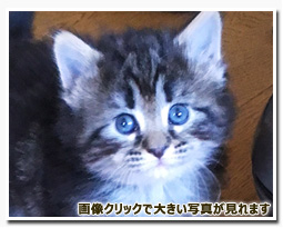 ノルウェージャンフォレストキャット