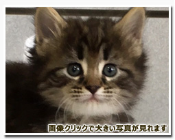 ノルウェージャンフォレストキャット