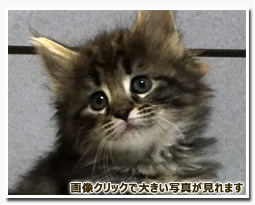 ノルウェージャンフォレストキャット