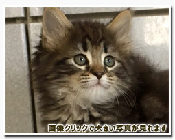 ノルウェージャンフォレストキャット