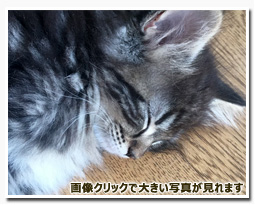 ノルウェージャンフォレストキャット