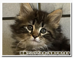 ノルウェージャンフォレストキャット