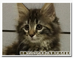 ノルウェージャンフォレストキャット