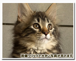 ノルウェージャンフォレストキャット