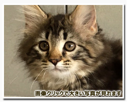 ノルウェージャンフォレストキャット