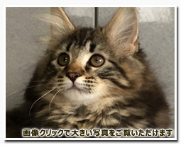 ノルウェージャンフォレストキャット