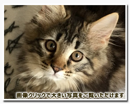 ノルウェージャンフォレストキャット