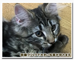 ノルウェージャンフォレストキャット