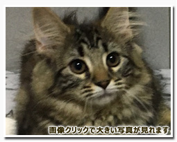 ノルウェージャンフォレストキャット