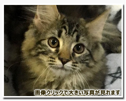 ノルウェージャンフォレストキャット