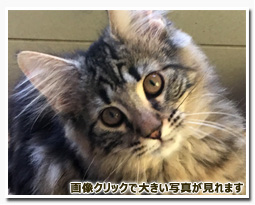 ノルウェージャンフォレストキャット