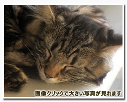 ノルウェージャンフォレストキャット