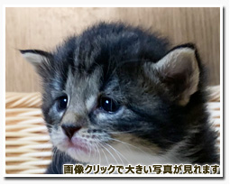 ノルウェージャンフォレストキャット